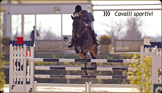 vendita cavalli - salto ostacoli - cavalli in vendita