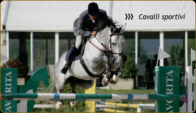 vendita cavalli - salto ostacoli - cavalli in vendita