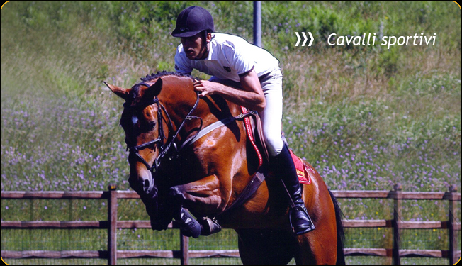 vendita cavalli - salto ostacoli - cavalli in vendita